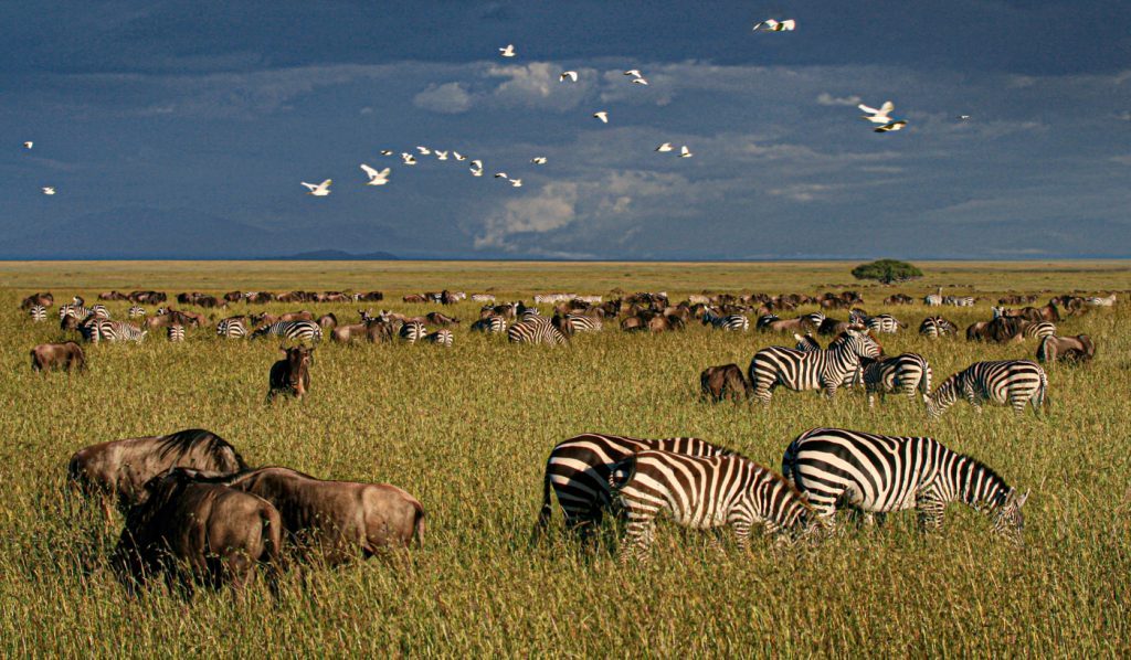 Grazing Their Way To Kenya - Judy Lanier